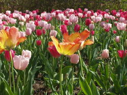 Baltimore Tulip Garden