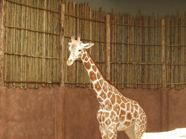 Giraffe2