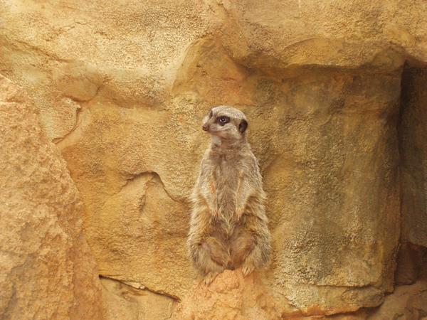 Meerkat2