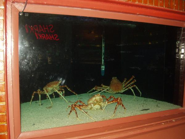 SpiderCrabs