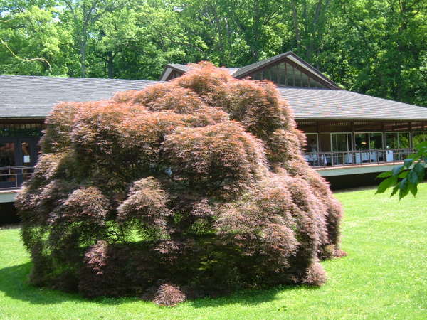 ChineseMaple